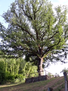 Tenuta Bocchineri-albero monumentale 